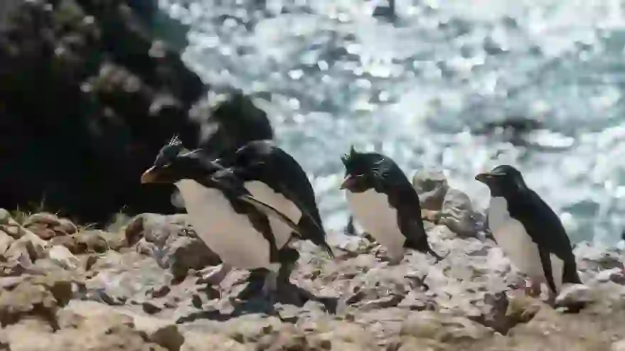 イワトビペンギン