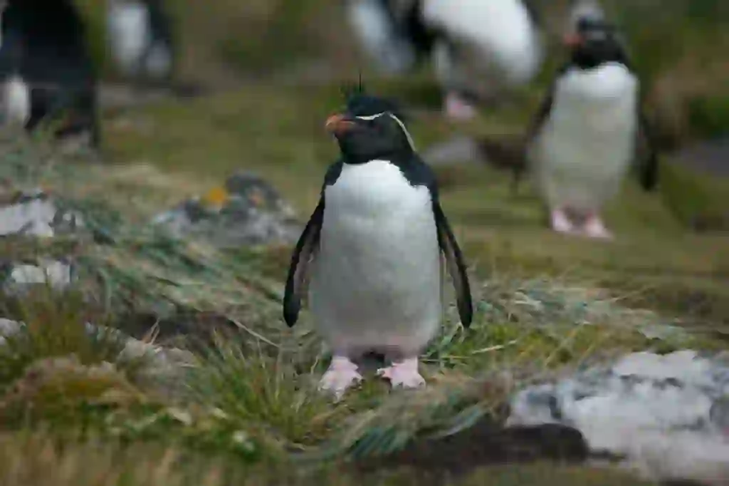 イワトビペンギン