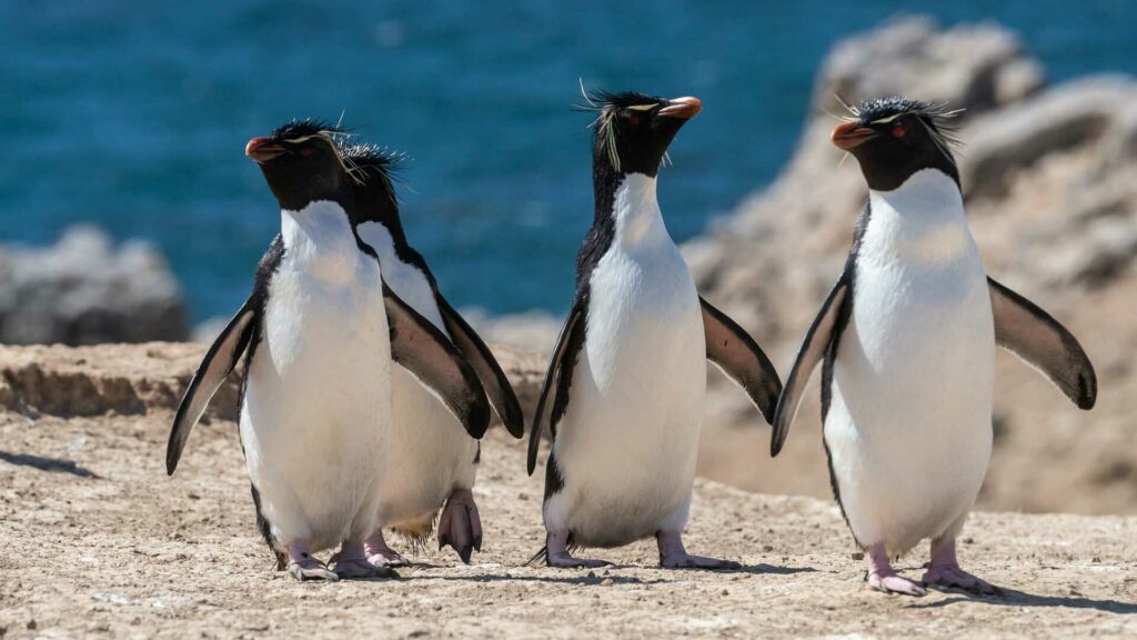 Rockhopper Penguin