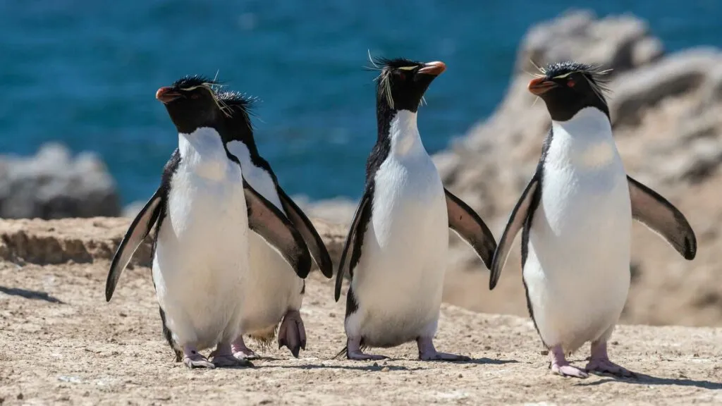 イワトビペンギン