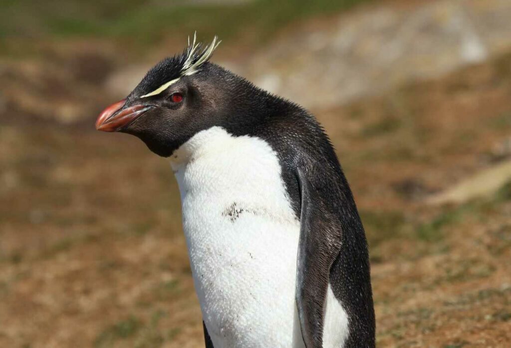 Rockhopper Penguin