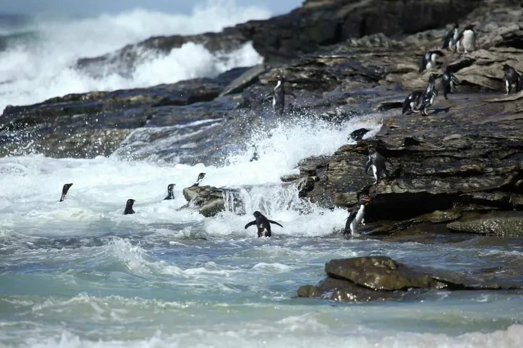 Rockhopper Penguin