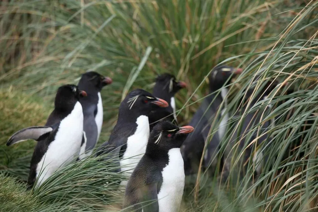 Rockhopper Penguin