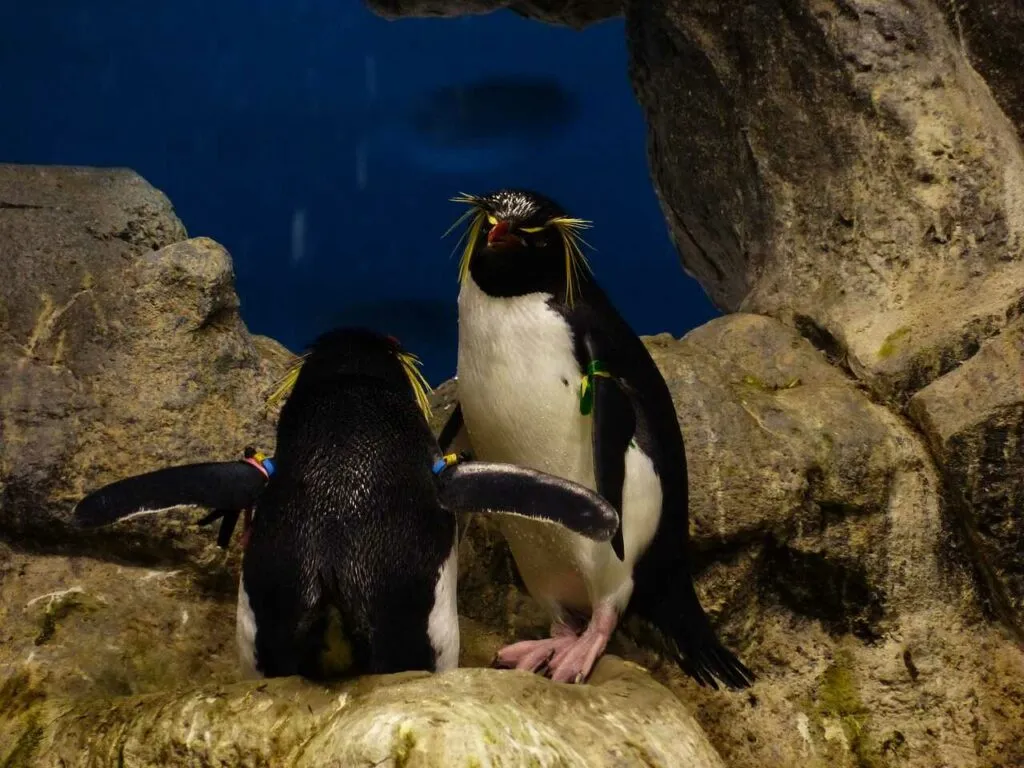 イワトビペンギン