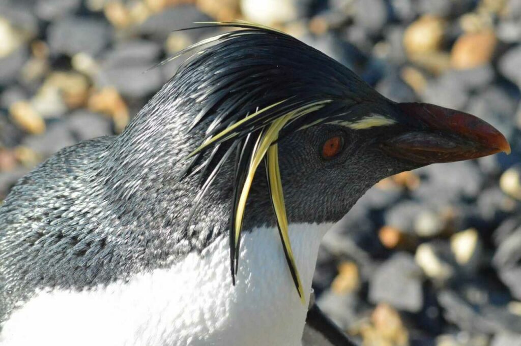 イワトビペンギン