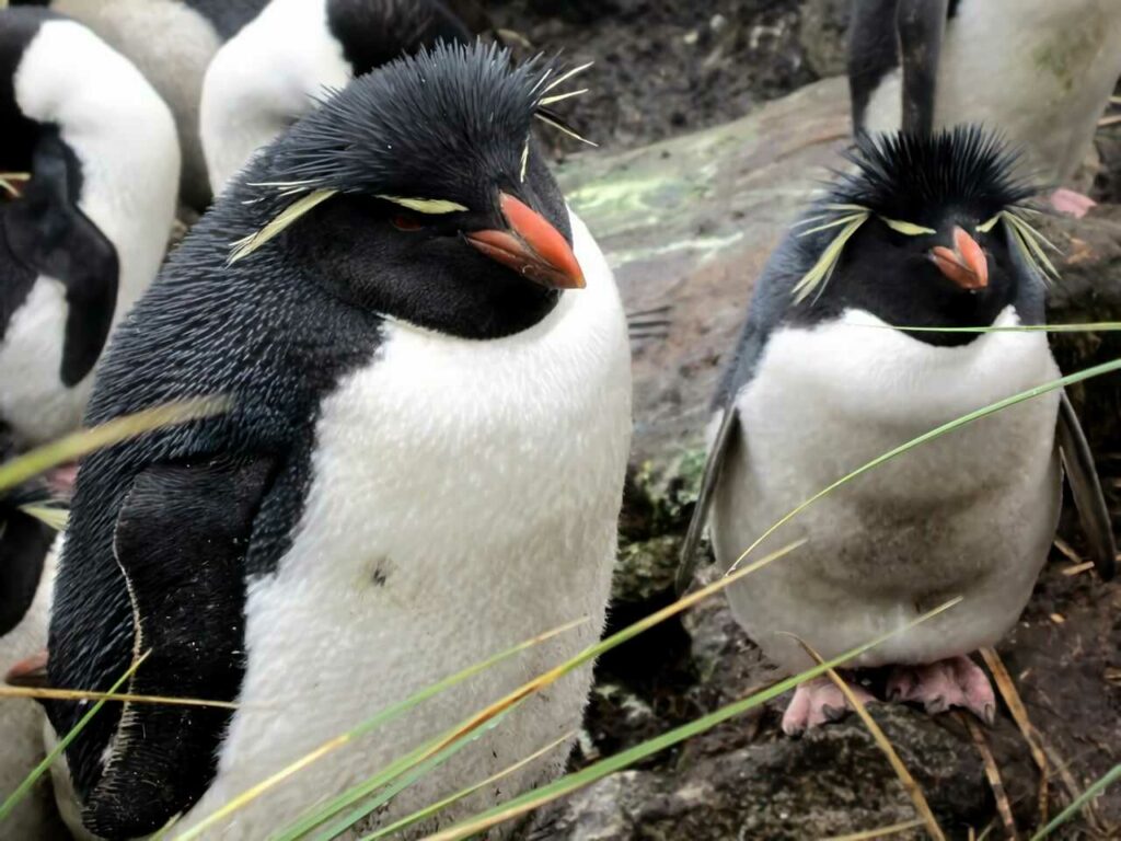 イワトビペンギン