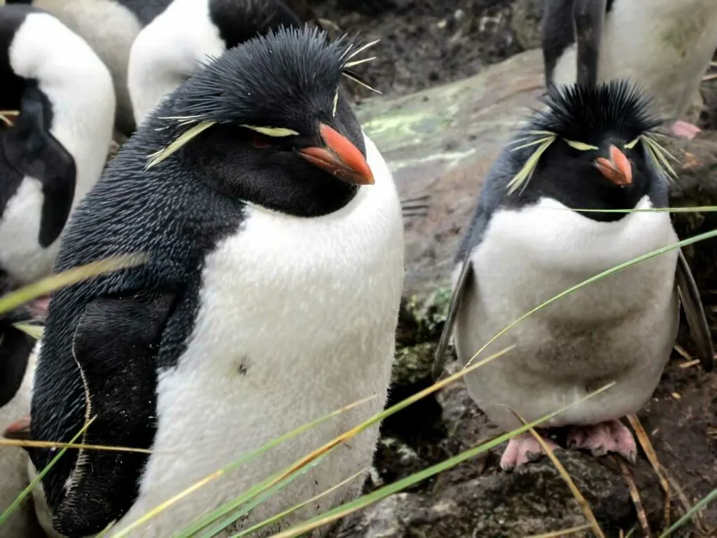 Rockhopper Penguin