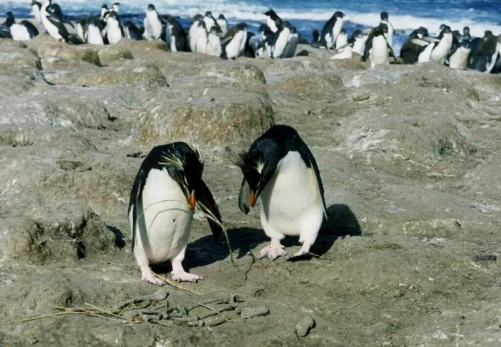 Rockhopper Penguin