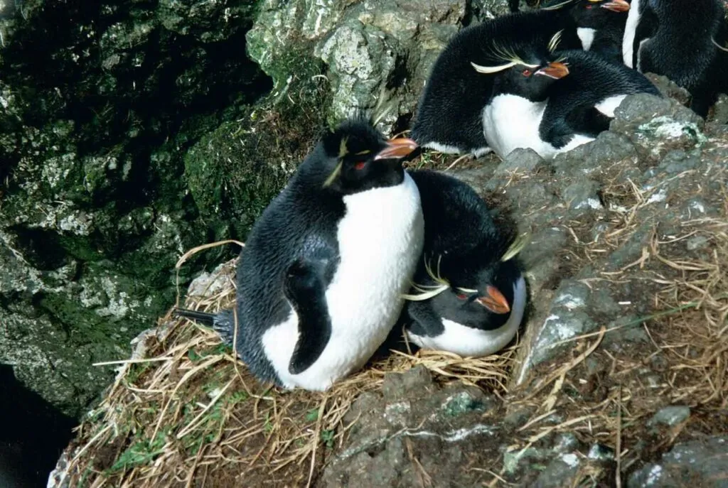 イワトビペンギン