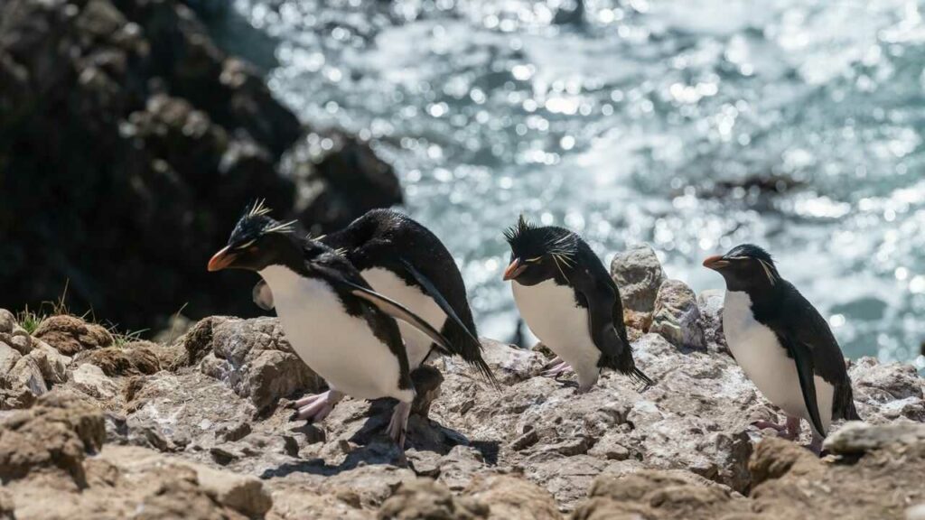 イワトビペンギン