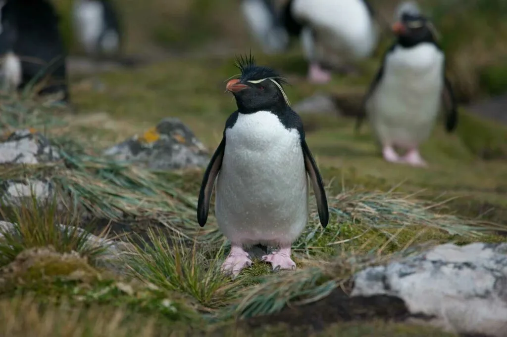 Rockhopper Penguin