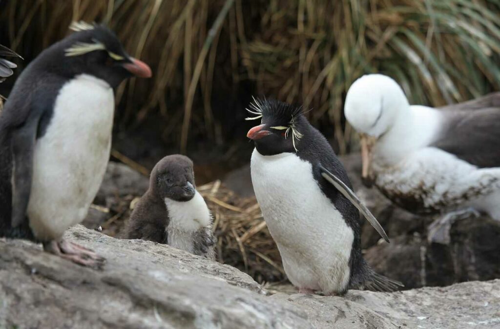 イワトビペンギン