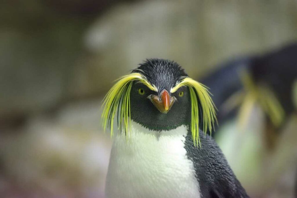 イワトビペンギン