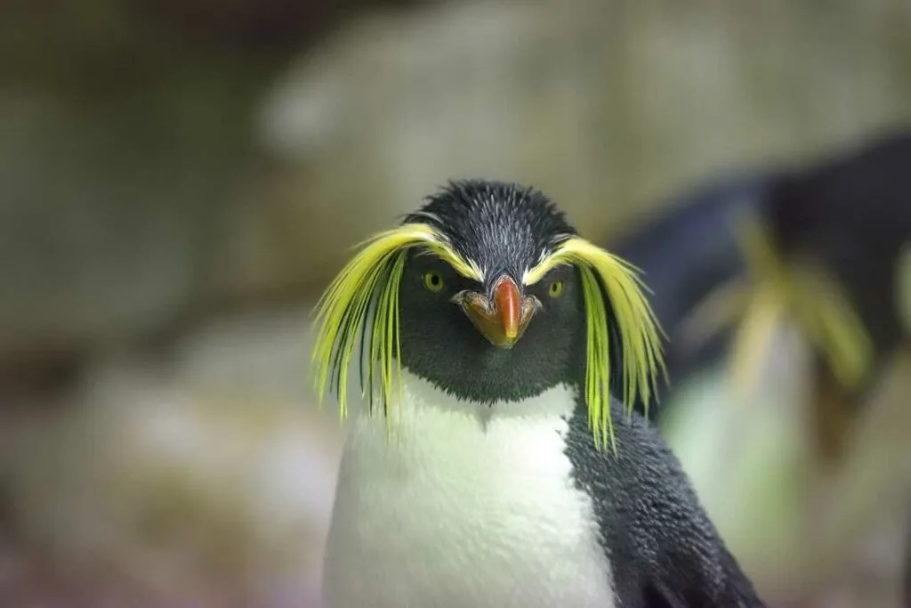 Rockhopper Penguin