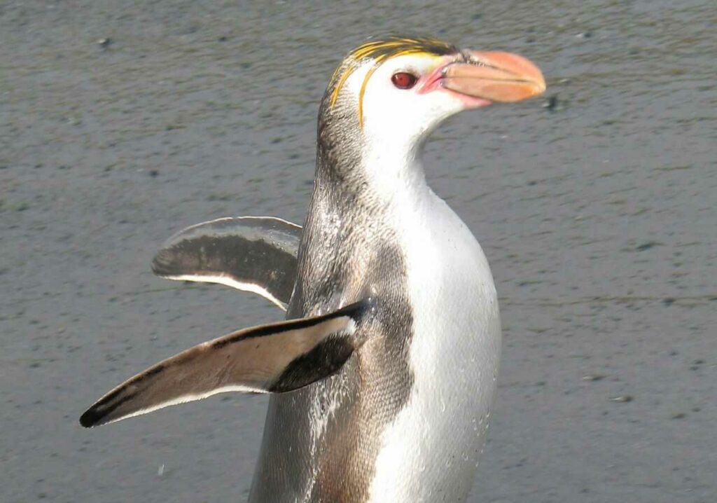 ロイヤルペンギン