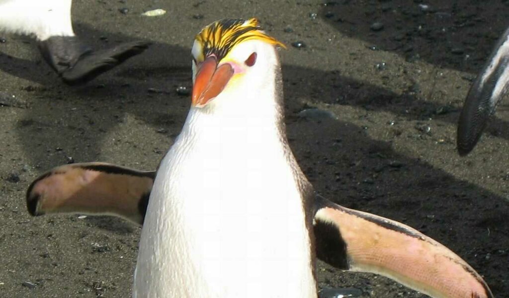 ロイヤルペンギン