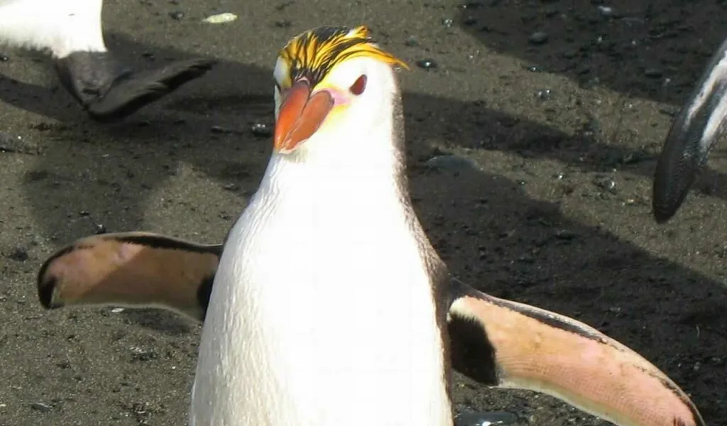 ロイヤルペンギン