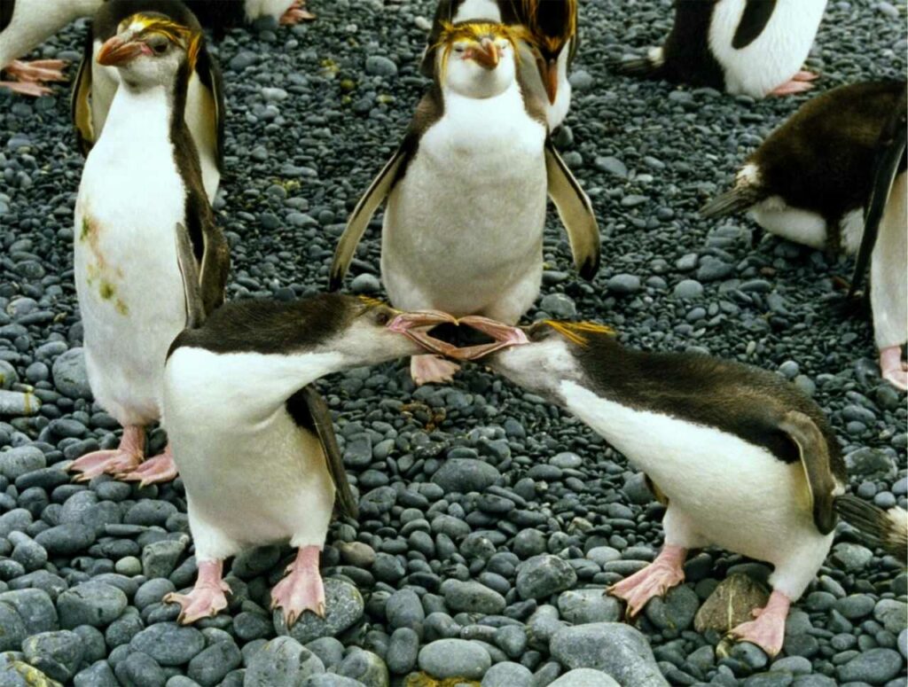 Royal Penguin