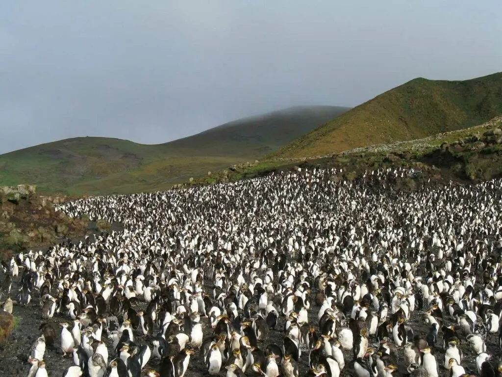 Royal Penguin