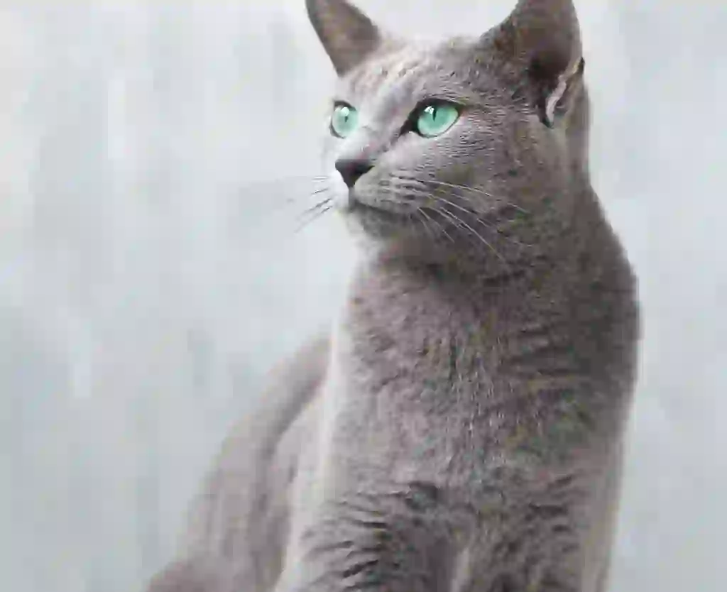 Russian Blue