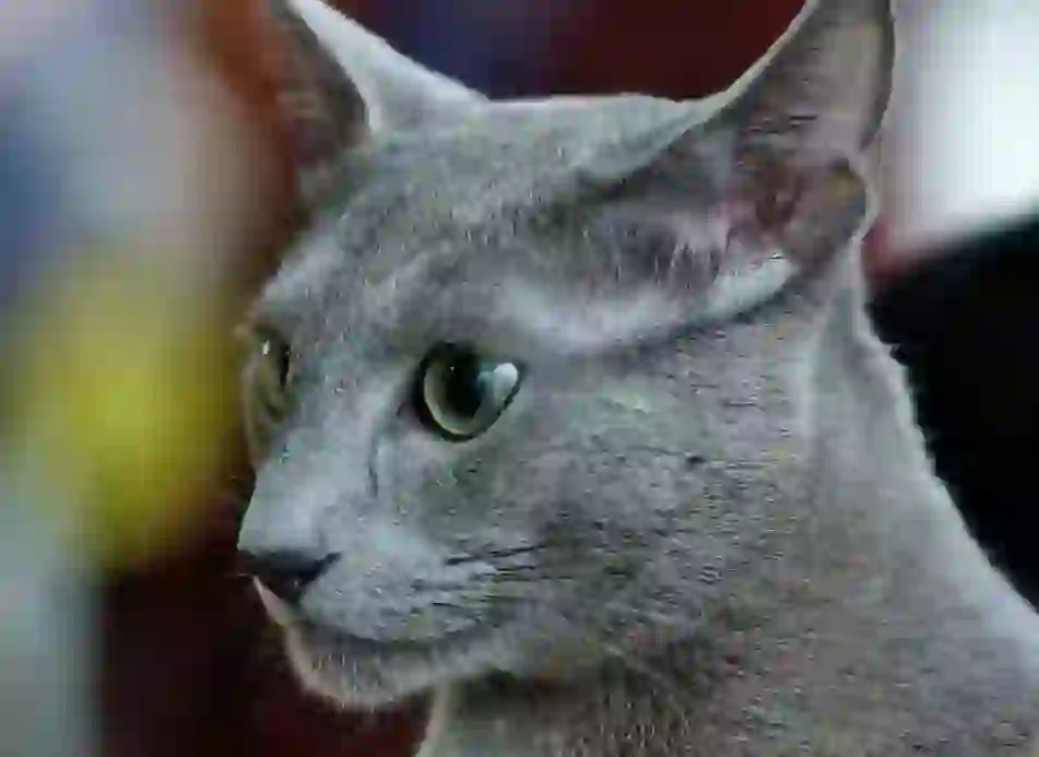 Russian Blue