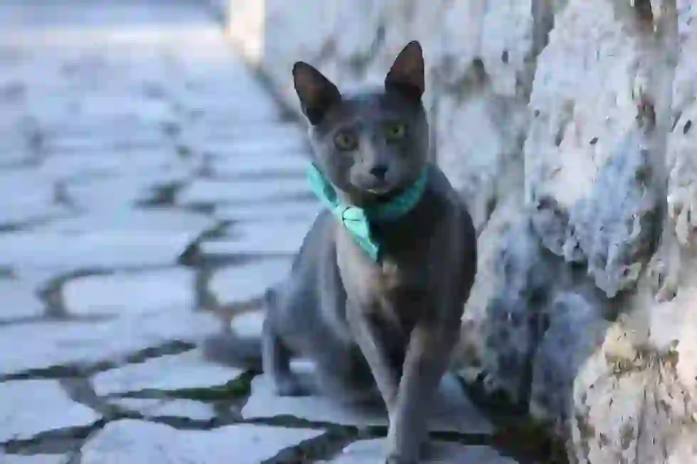 Russian Blue