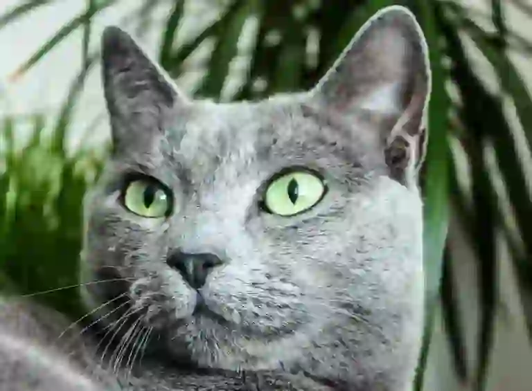 Russian Blue