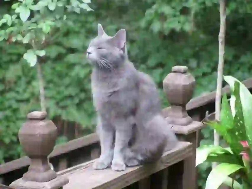 Russian Blue