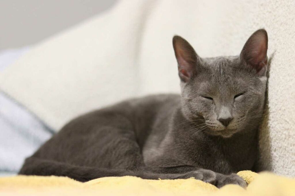 Russian Blue