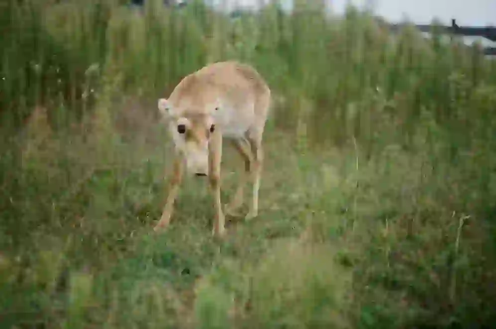 Saiga