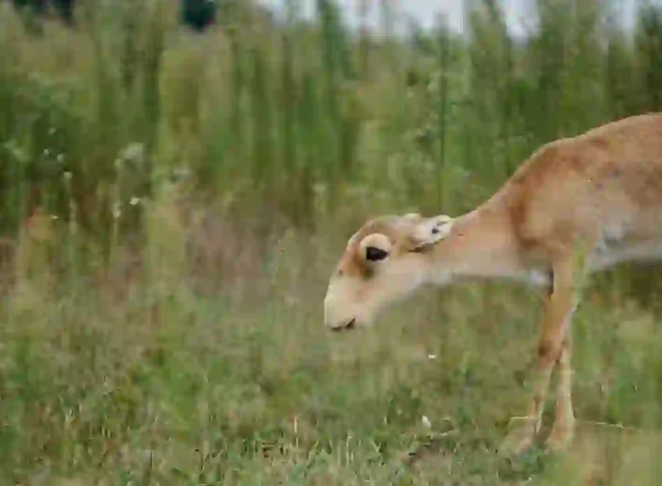 Saiga