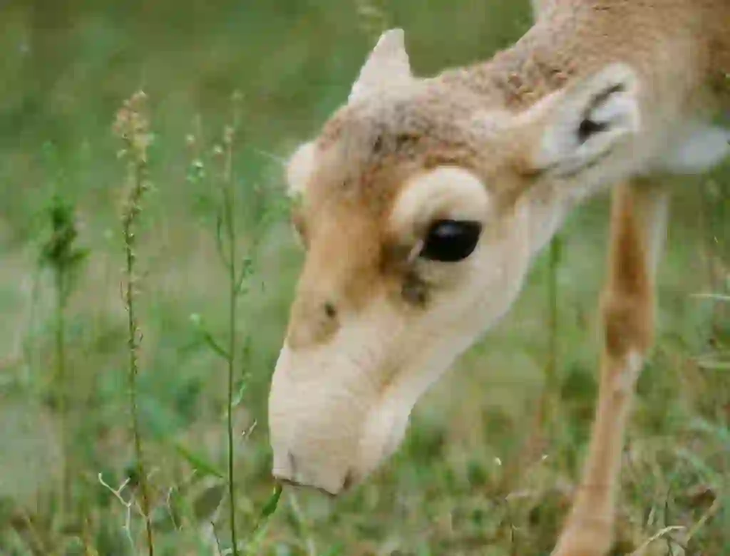 Saiga