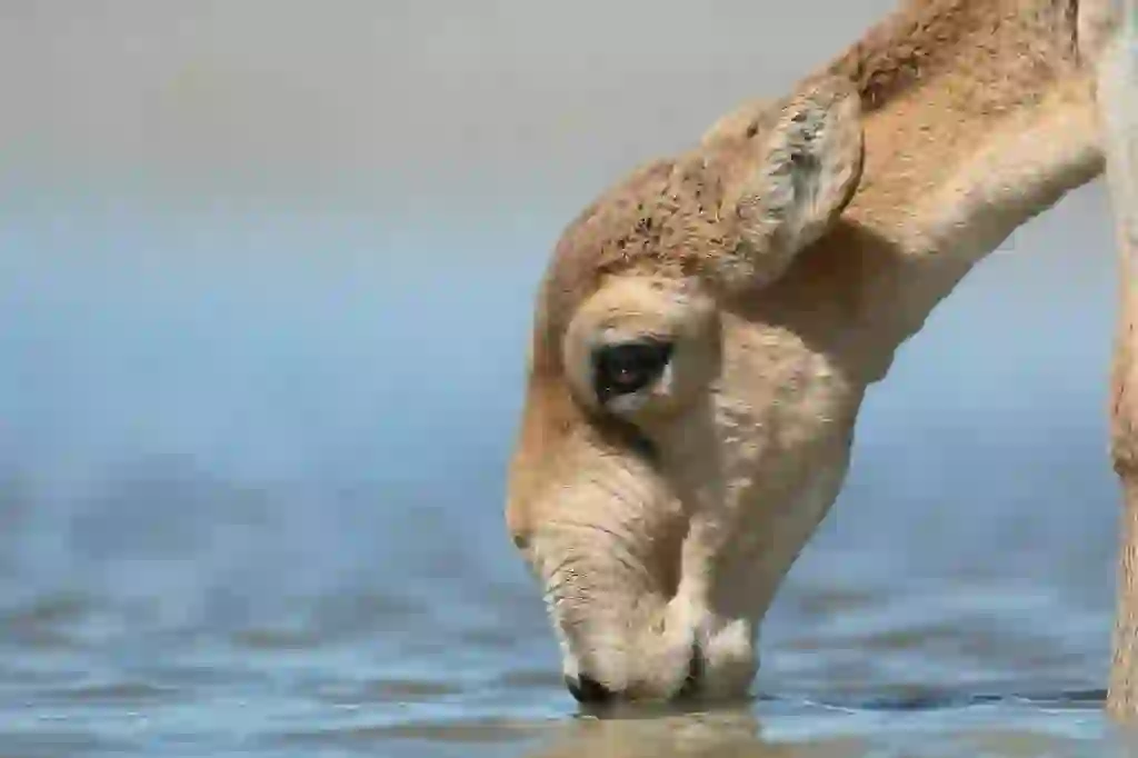 Saiga