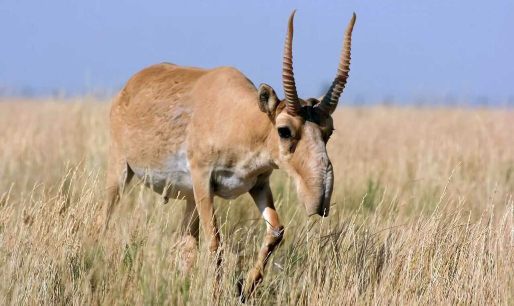 Saiga