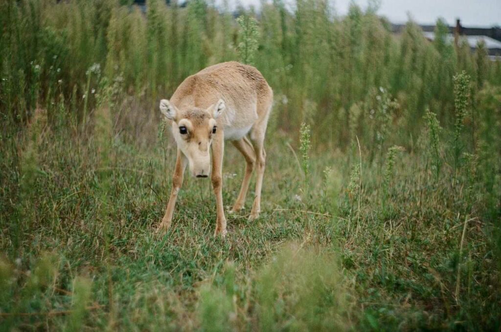 Saiga