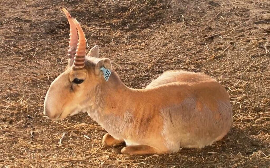 Saiga