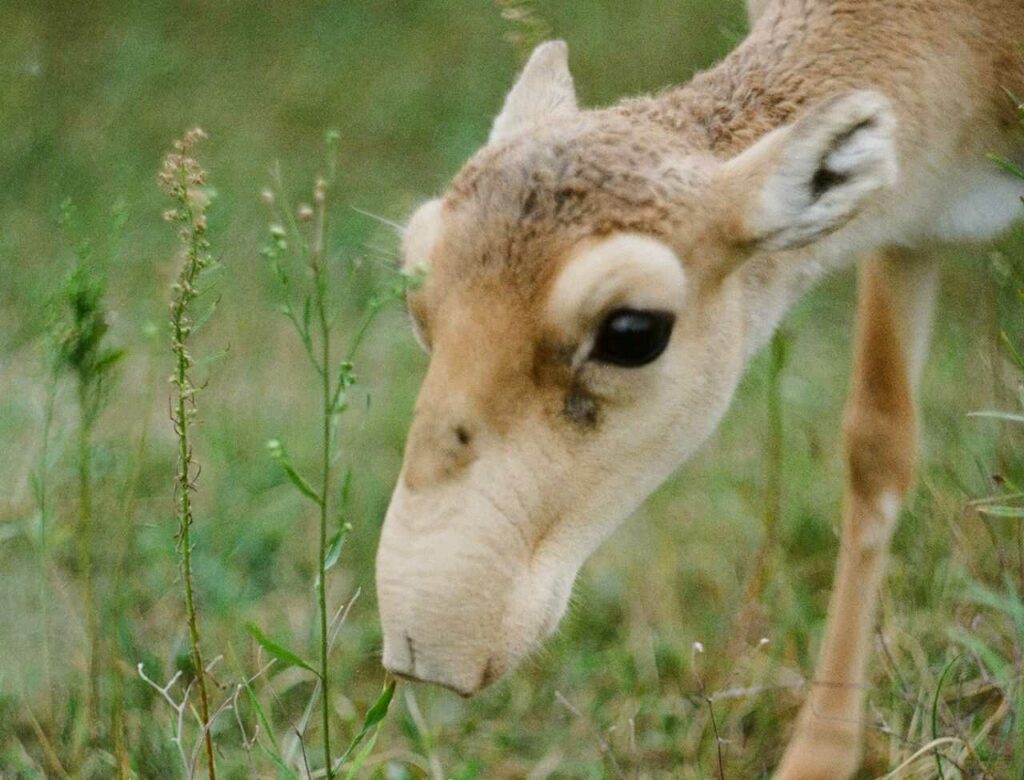 Saiga