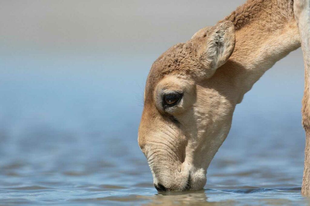 Saiga