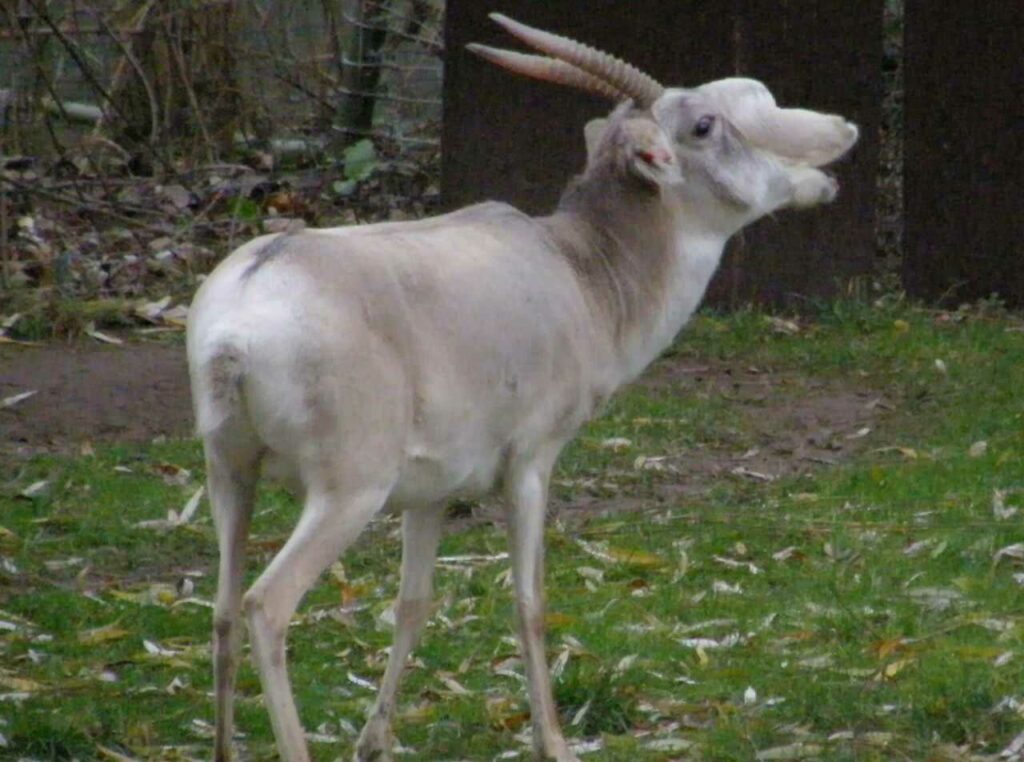 Saiga