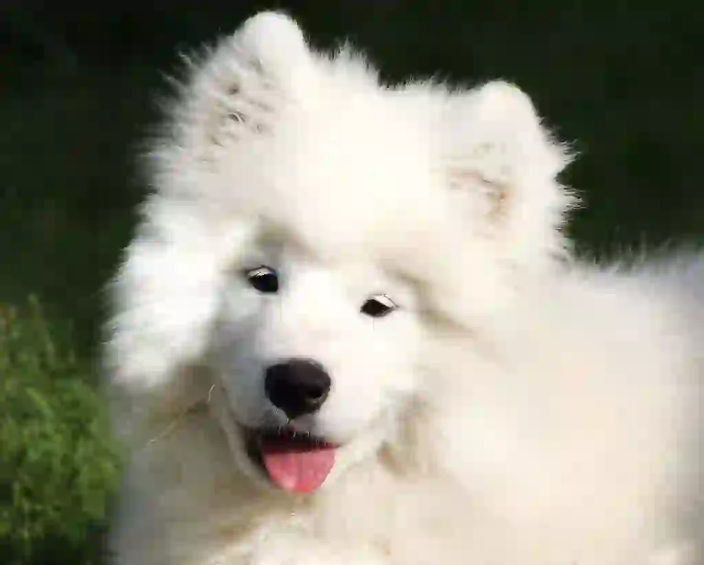 Samoyed