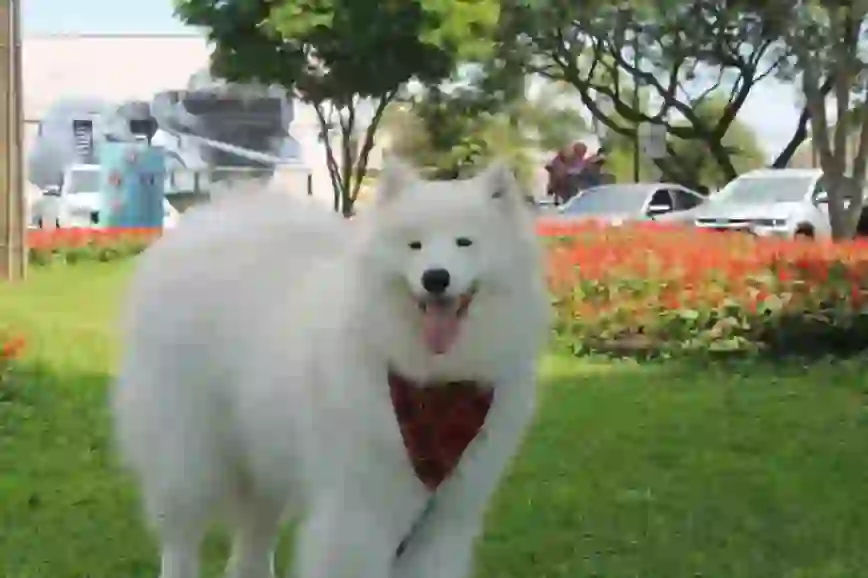 Samoyed