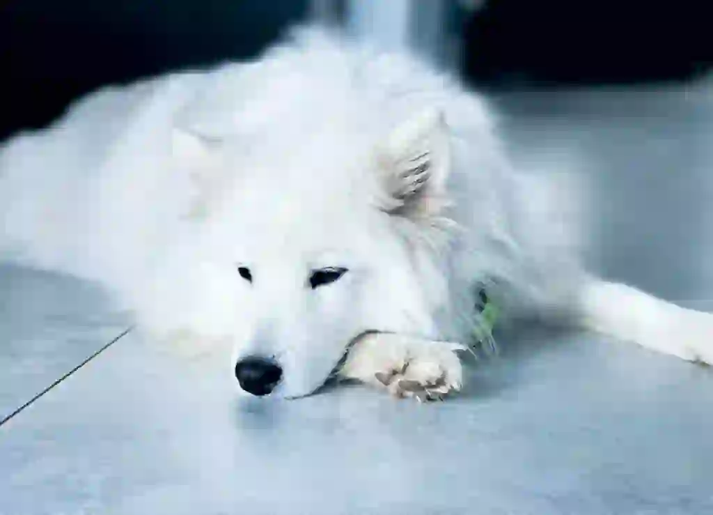 Samoyed