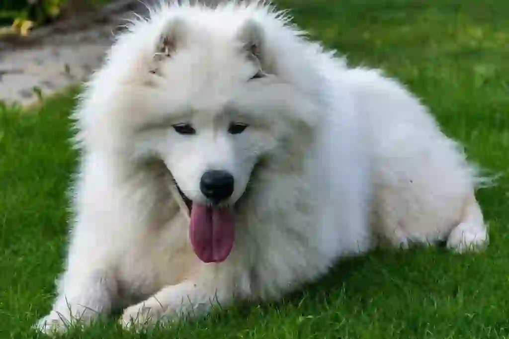 Samoyed