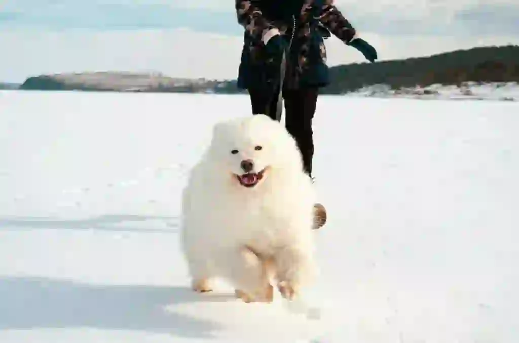 Samoyed