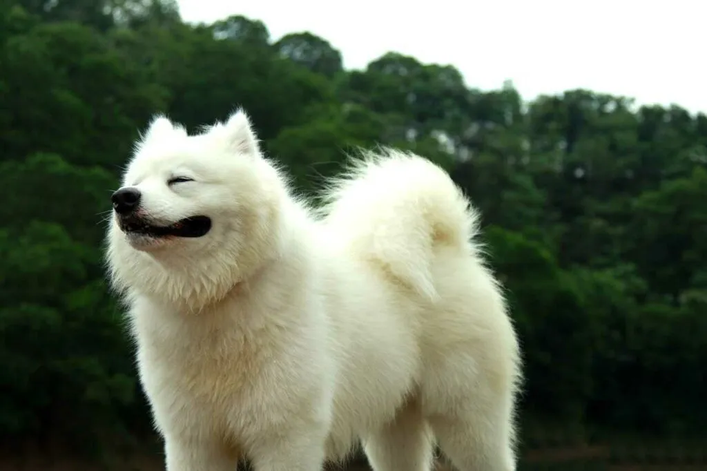 Samoyed