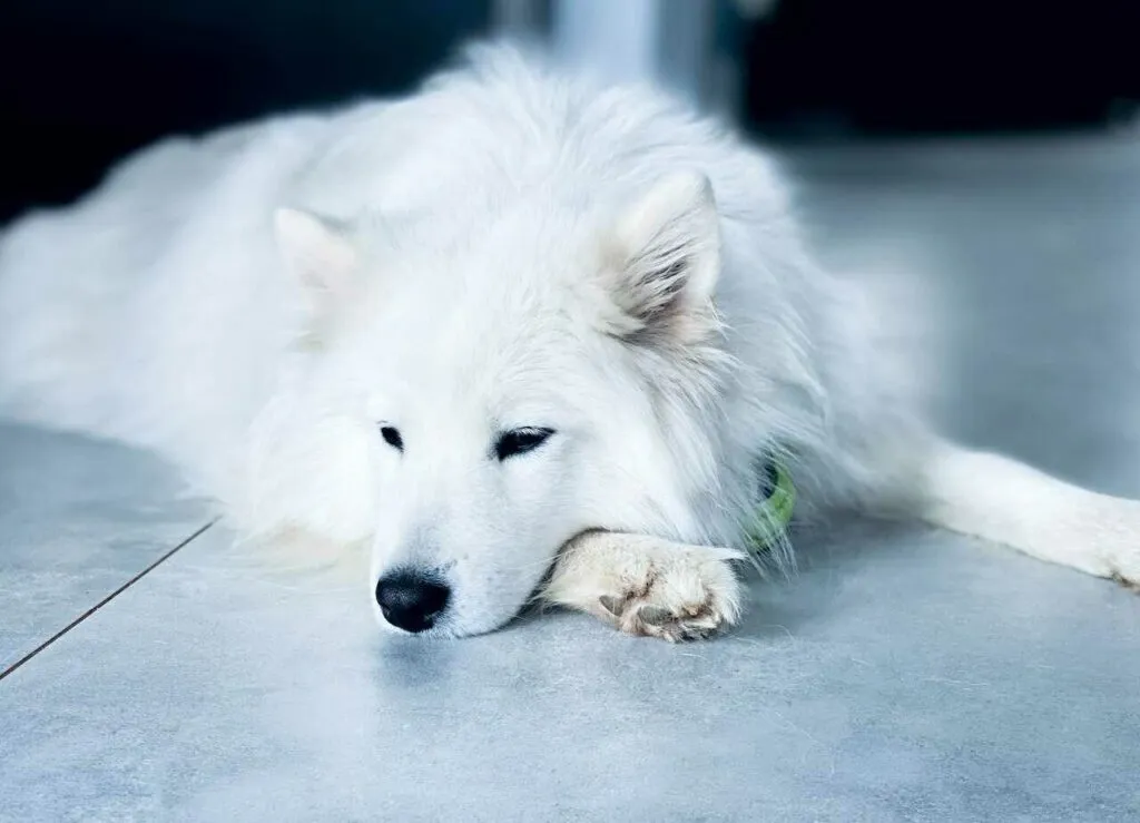 Samoyed