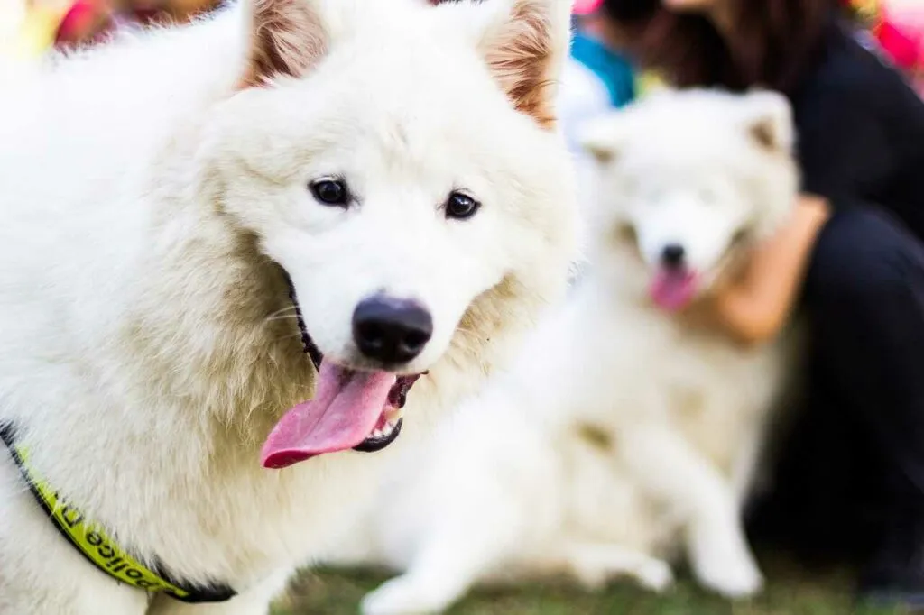 Samoyed