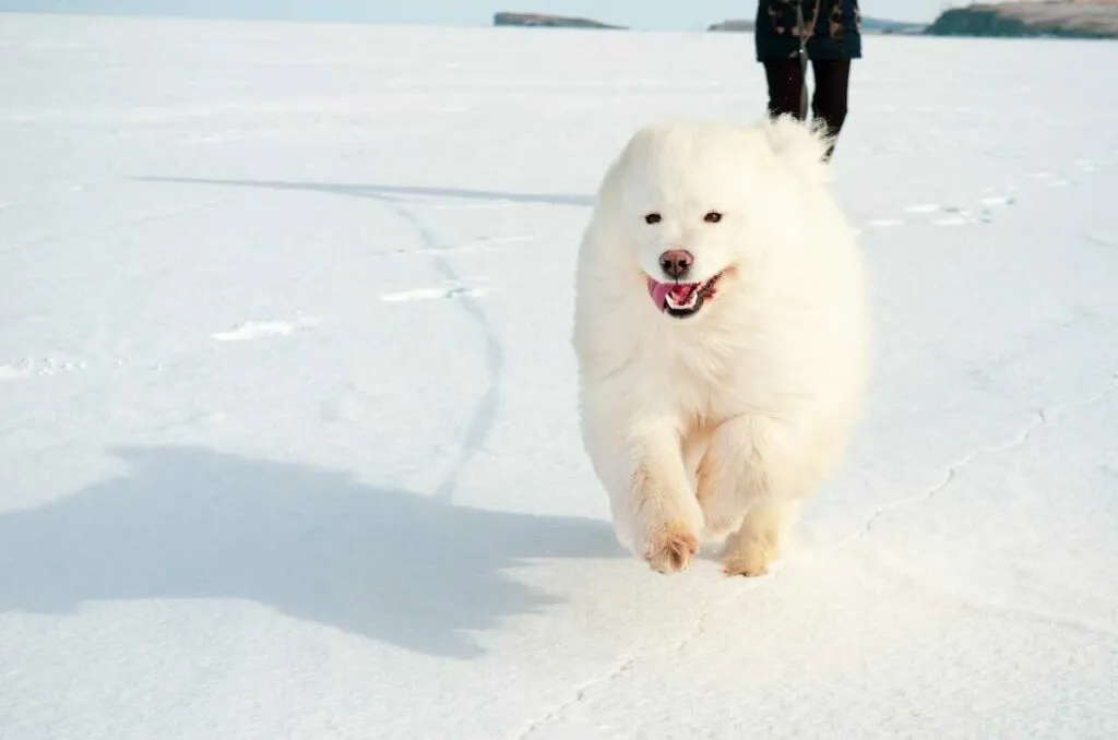 Samoyed