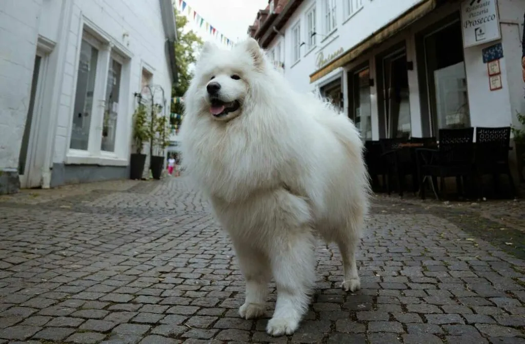 Samoyed