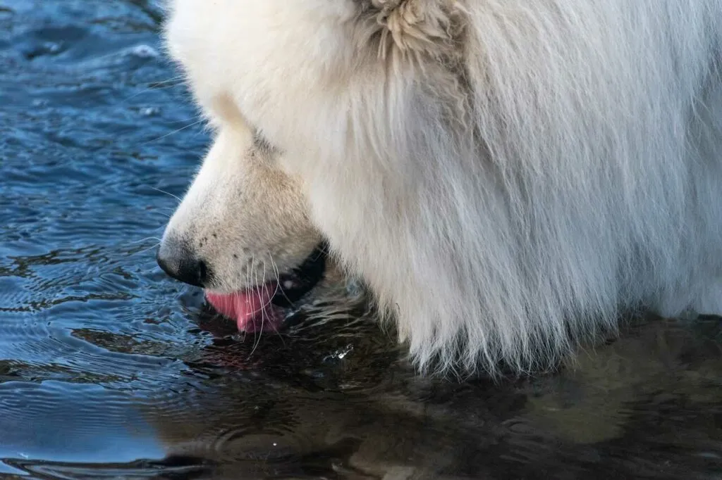 Samoyed